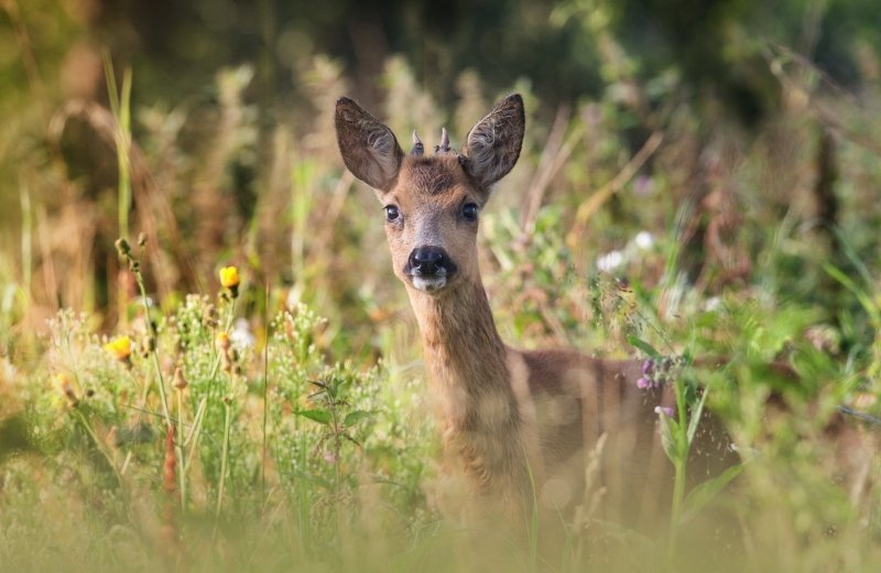 Verken natuurstad Lommel